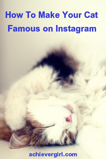 32 cats you didn't know were Instagram famous 